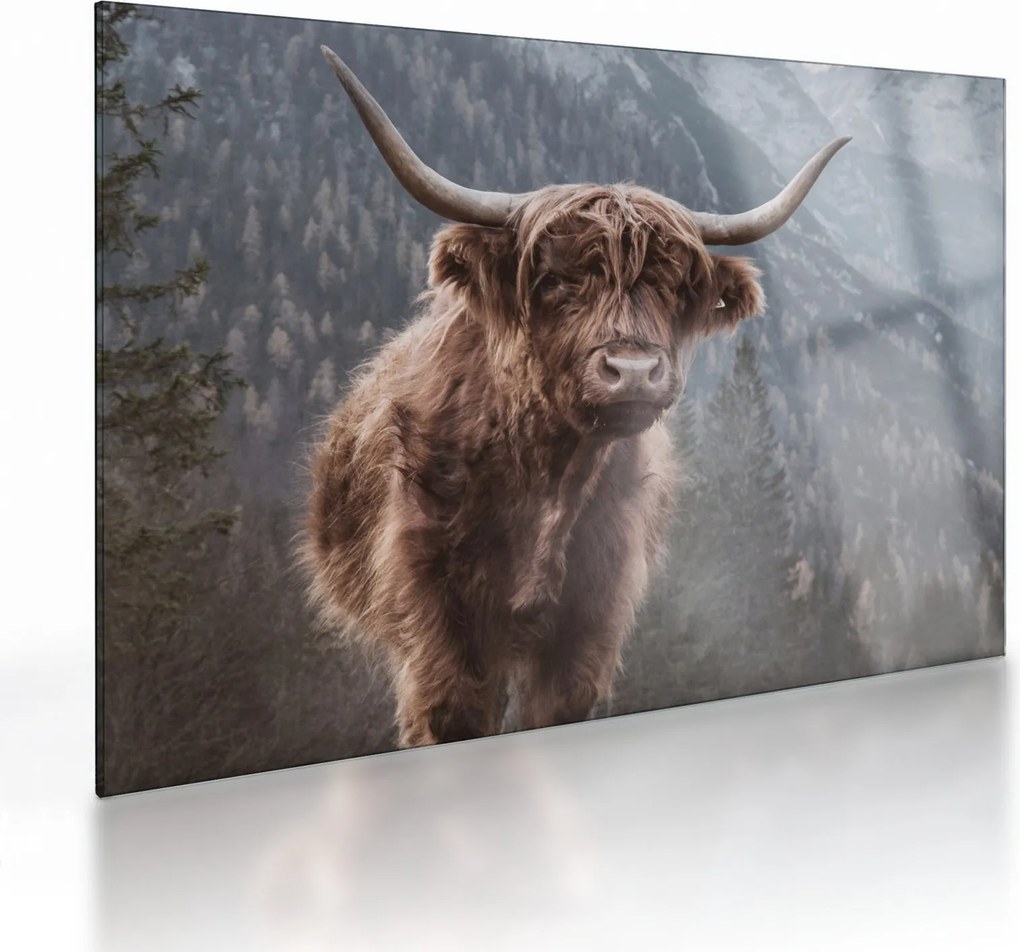 Sklenený obraz - Highlander krava (70x50 cm)