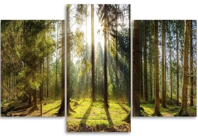 Gario Obraz na plátne Slnečný deň v lese - 3 dielny Rozmery: 120 x 80 cm