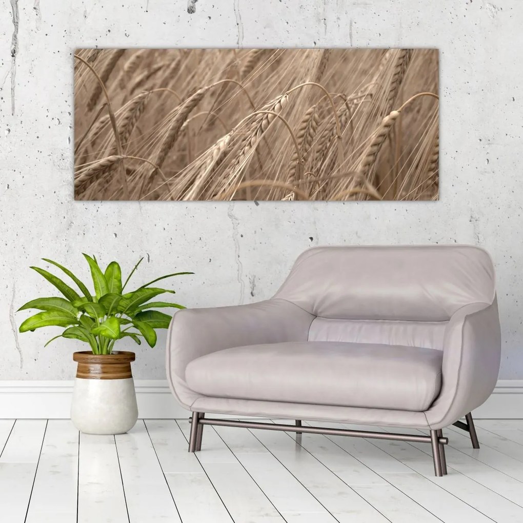 Obraz - Zlaté pole (120x50 cm)
