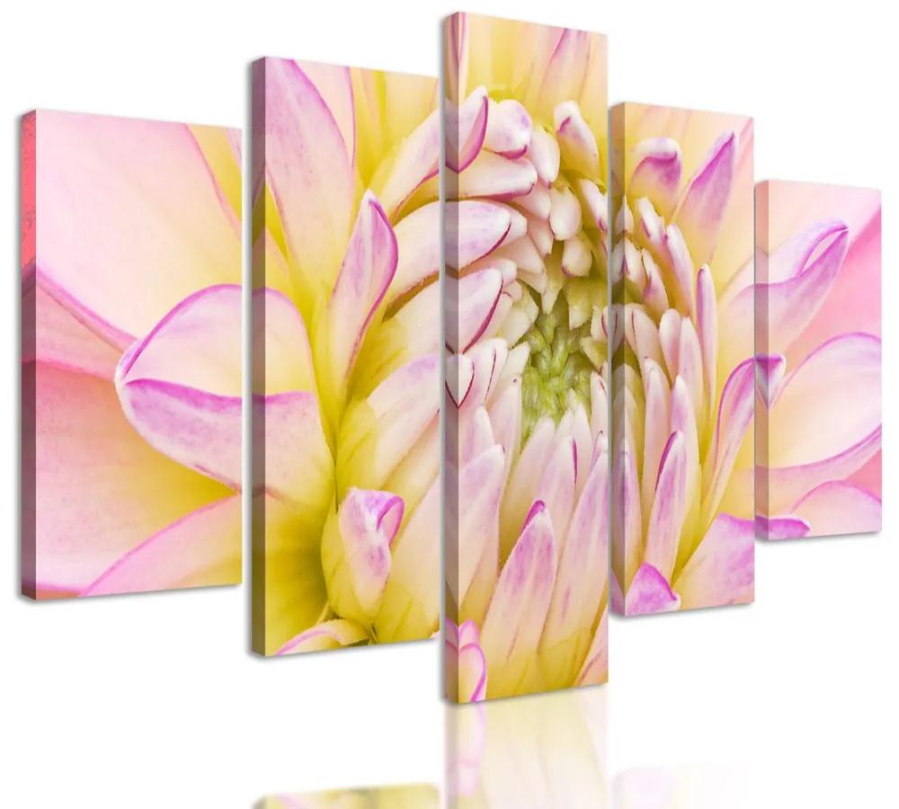5-dielny obraz perfektný detail na kvet dálie