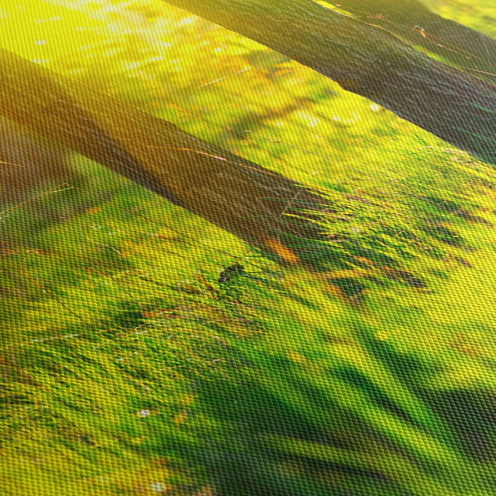 Obraz - Jarné prebúdzanie lesa (120x50 cm)