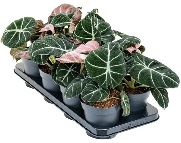 Alocasia 'Black Velvet' 8/tray 14x25 cm