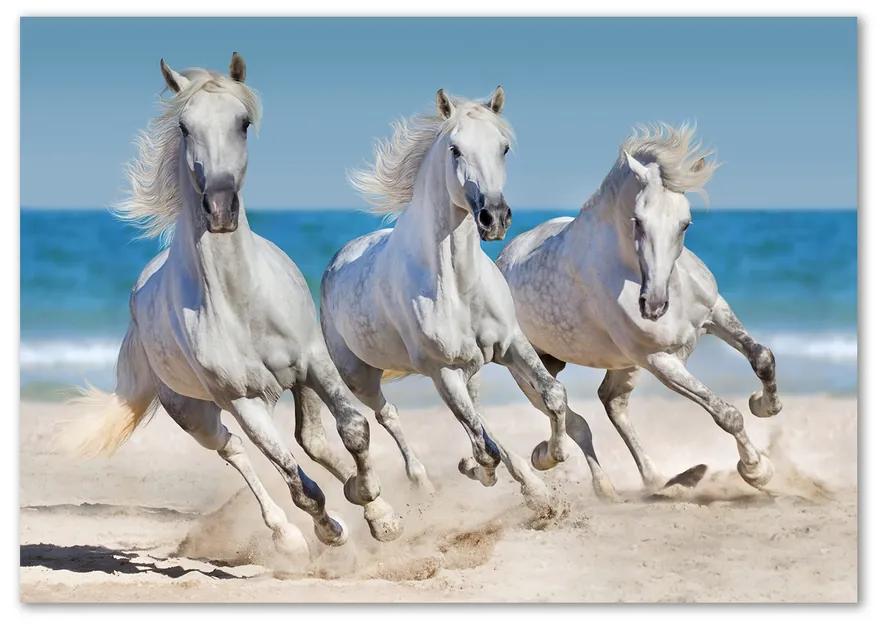 Foto-obraz na skle Biele kone pláž pl-osh-100x70-f-95257914
