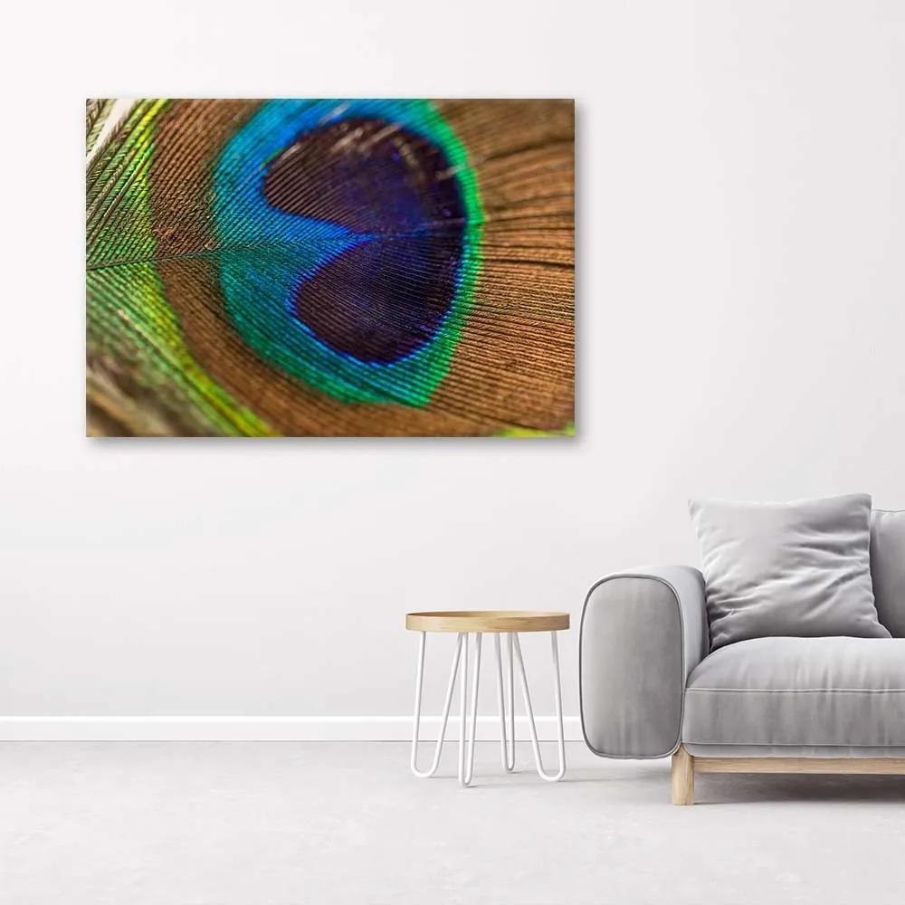 Obraz na plátně Ptačí pírko Peacock - 100x70 cm