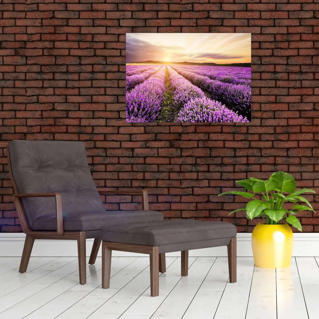 Sklenený obraz - Východ slnka v levanduľovom poli (70x50 cm)