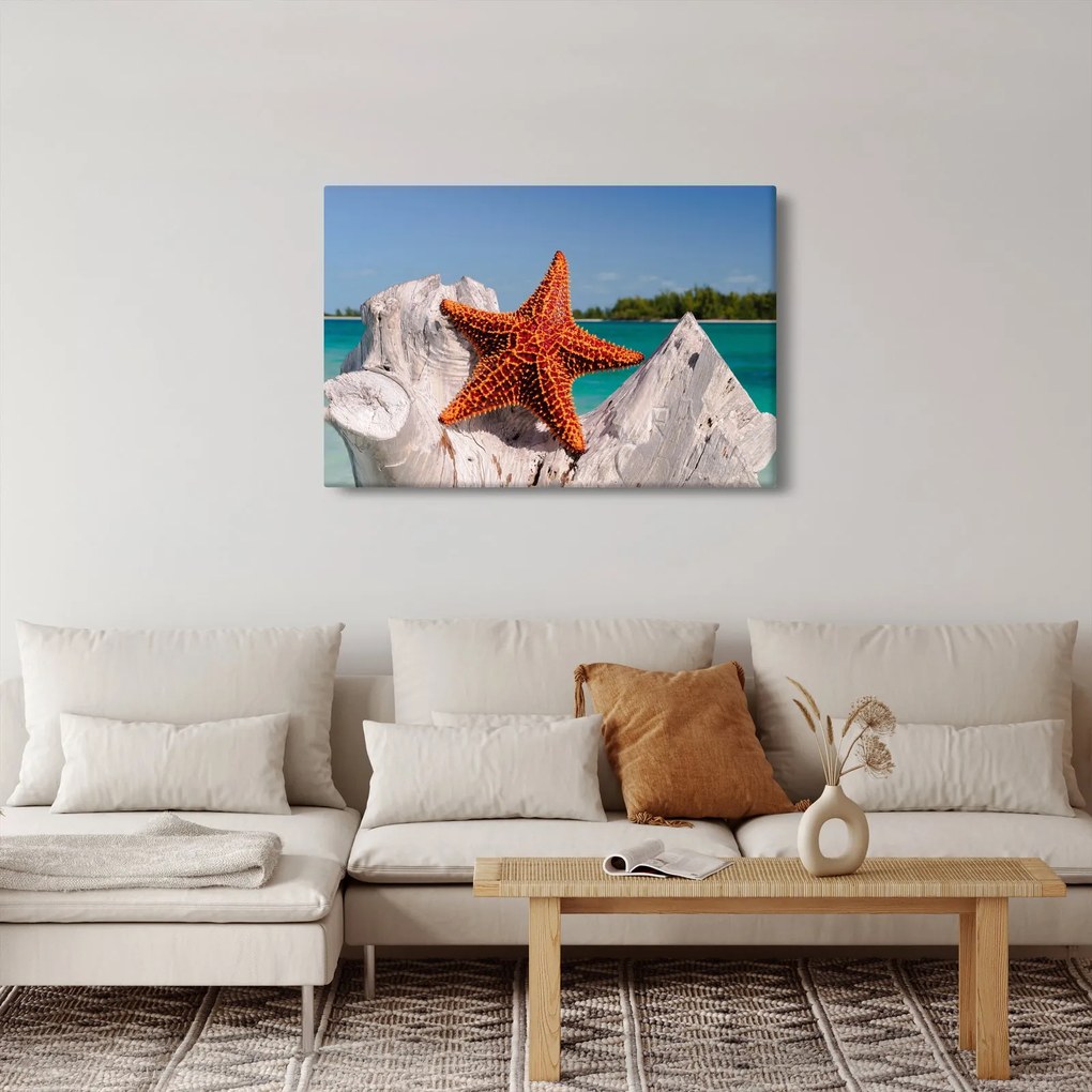 Obraz morskej hviezdice (90x60 cm)