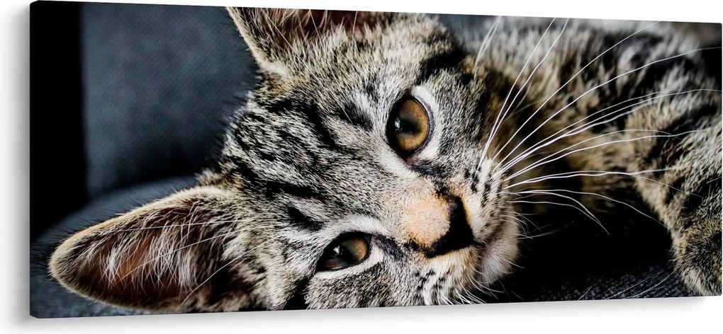 Obraz - Mačiatko (120x50 cm)