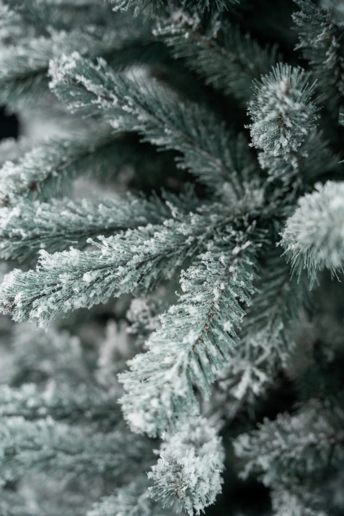 Limpol Jedľa Eliza 1,80 m zasnežená