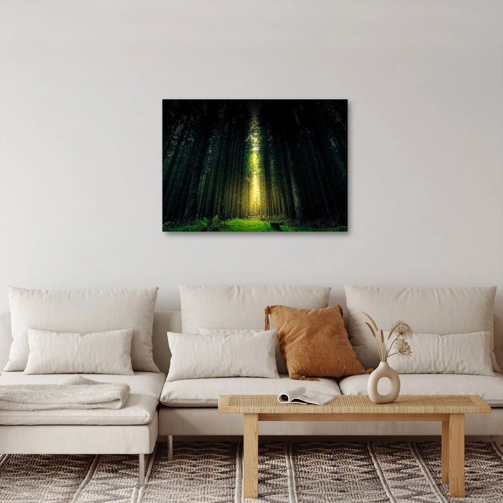 Obraz temného lesa (70x50 cm)