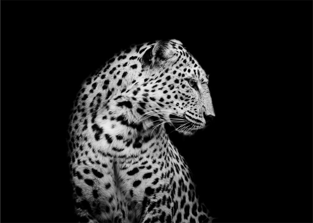 Obraz - Leopard (70x50 cm)