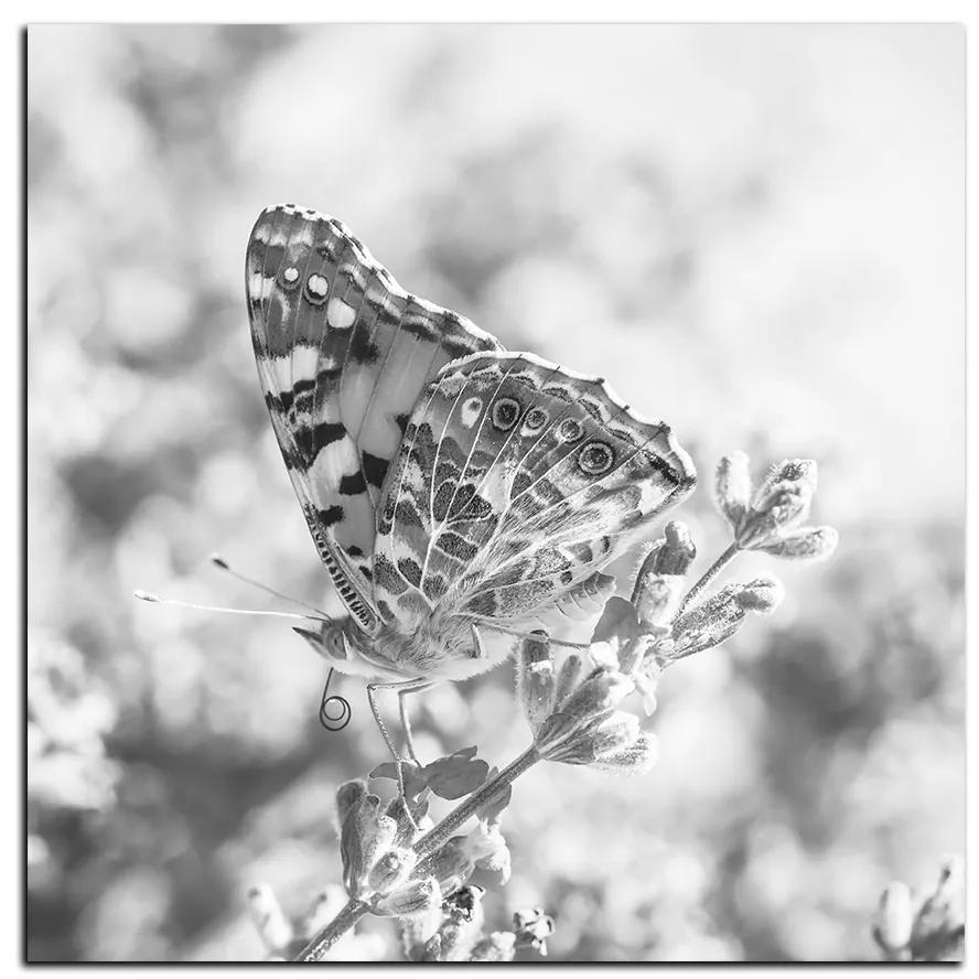 Obraz na plátne - Motýľ na levanduľe - štvorec 3221QA (80x80 cm)
