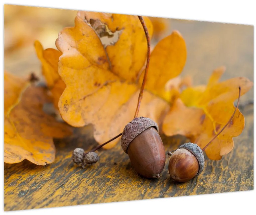 Obraz - Jesenné žalude (90x60 cm)