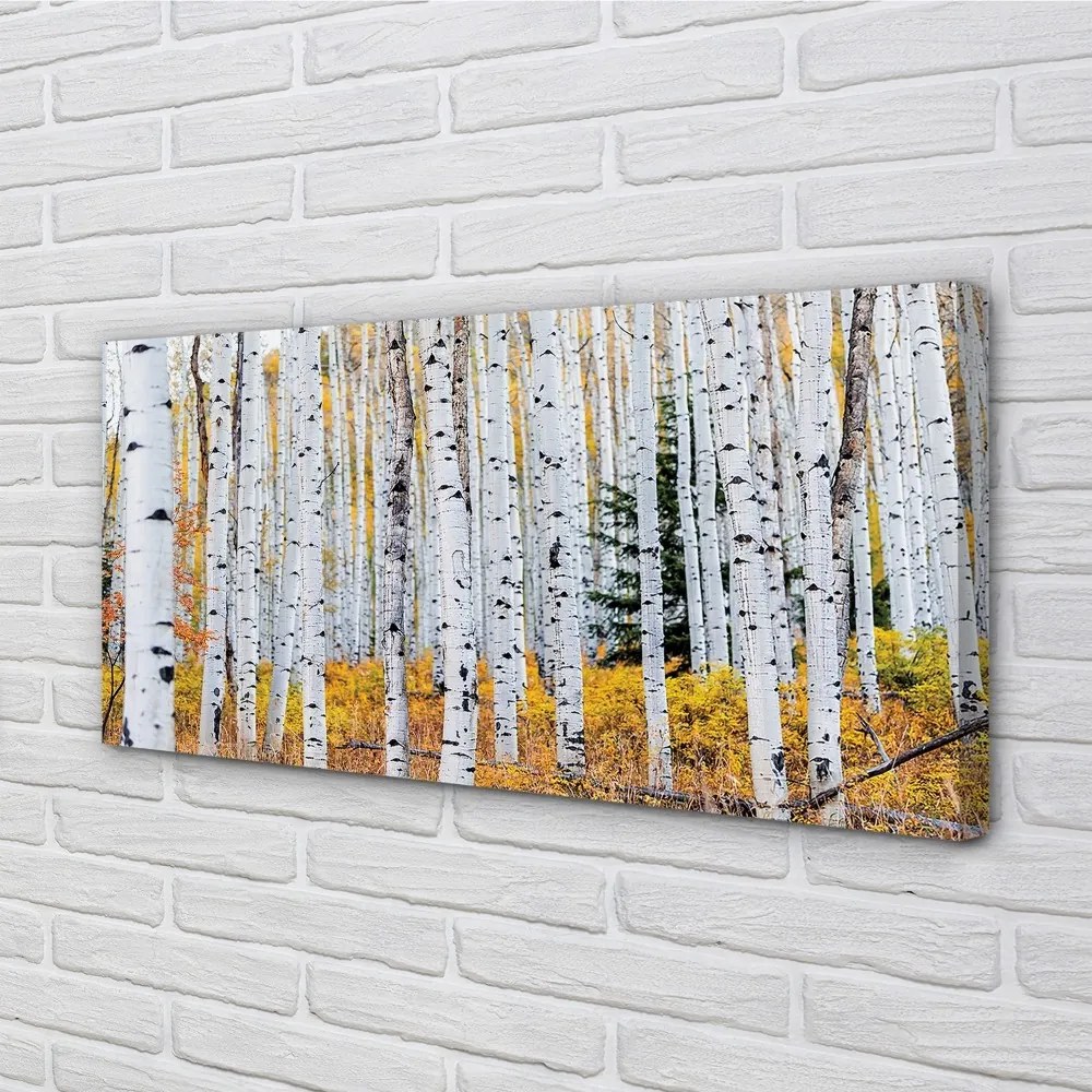 Obraz canvas jesene breza 120x60 cm