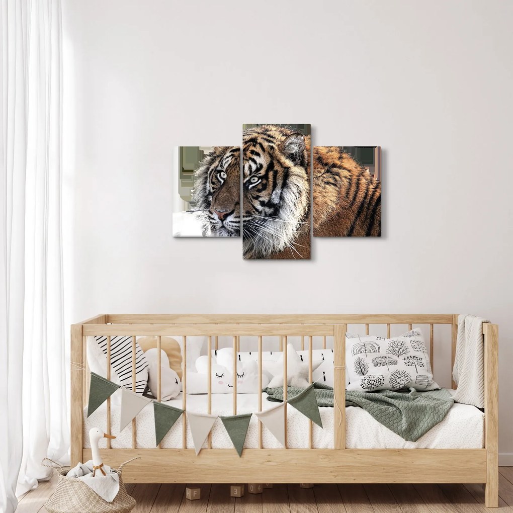 Obraz tigra (90x60 cm)