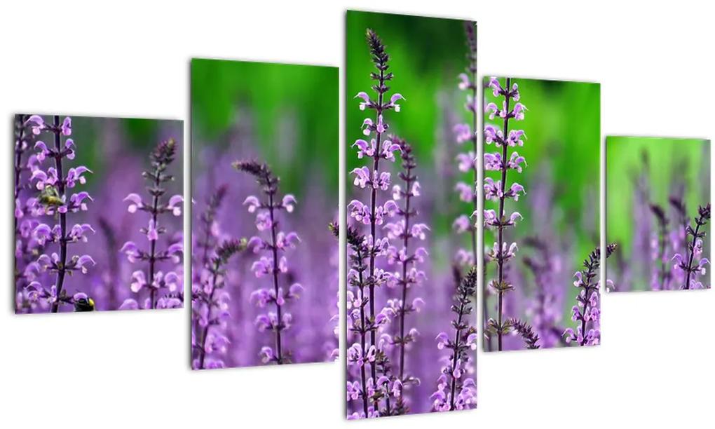 Obraz fialových lúčnych kvetov (125x70 cm), 40 ďalších rozmerov