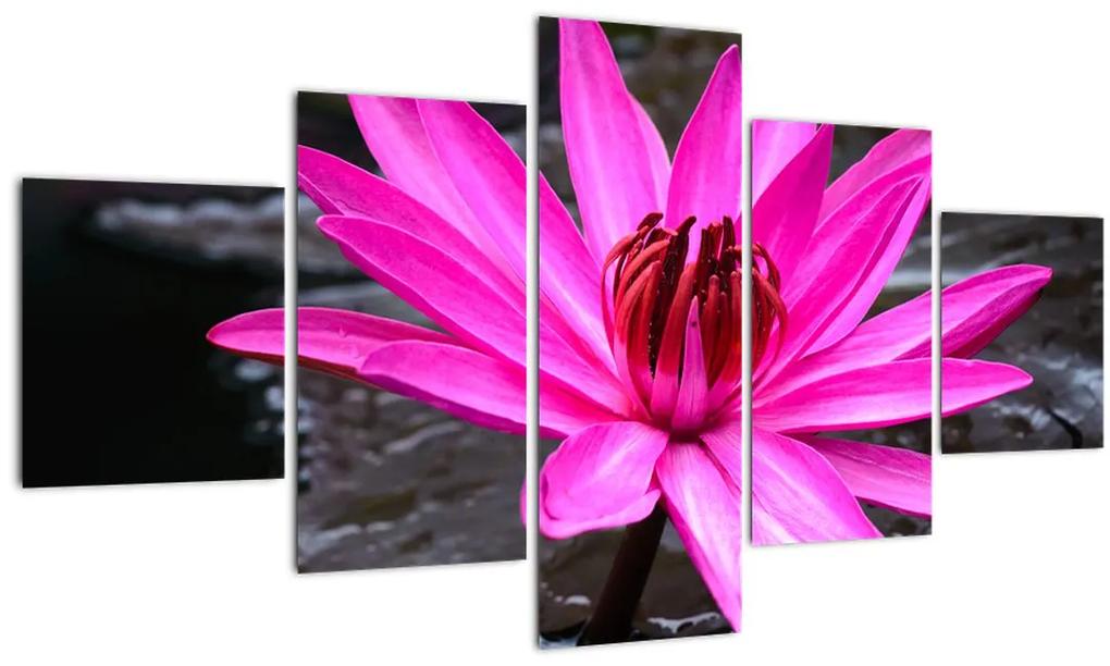Obraz - ružový kvet (125x70 cm), 40 ďalších rozmerov