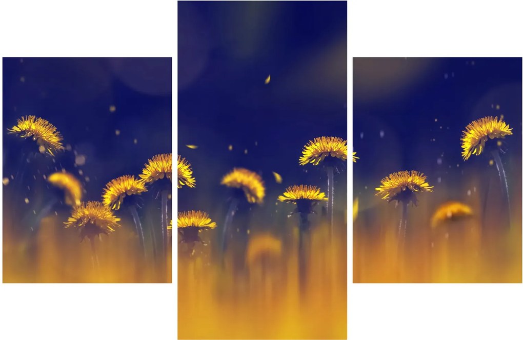 Obraz - Púpavy (90x60 cm)
