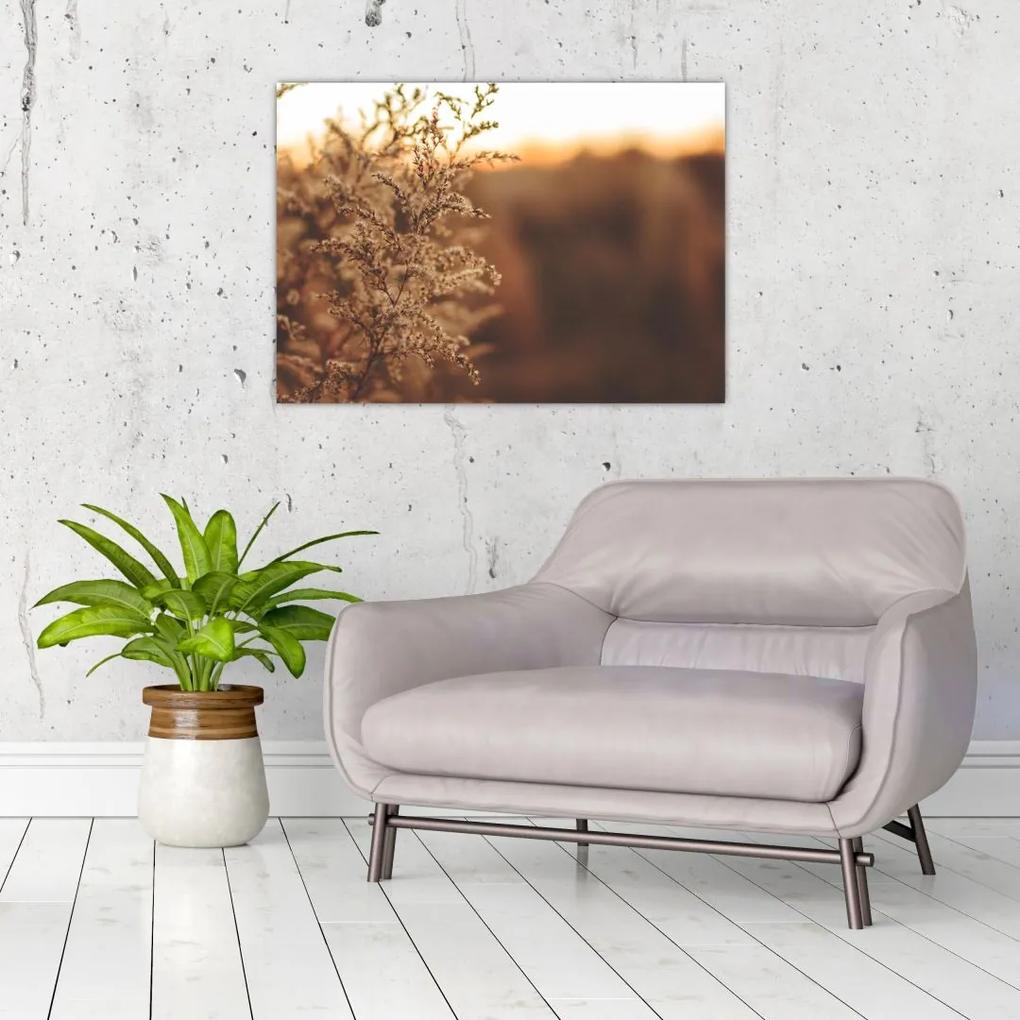 Sklenený obraz kvitnúcej trávy (70x50 cm)