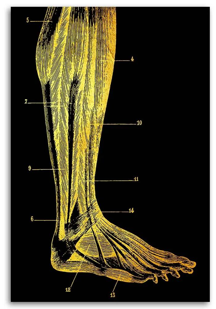 Gario Obraz na plátne Zlatá anatómia, noha - Gab Fernando Rozmery: 40 x 60 cm