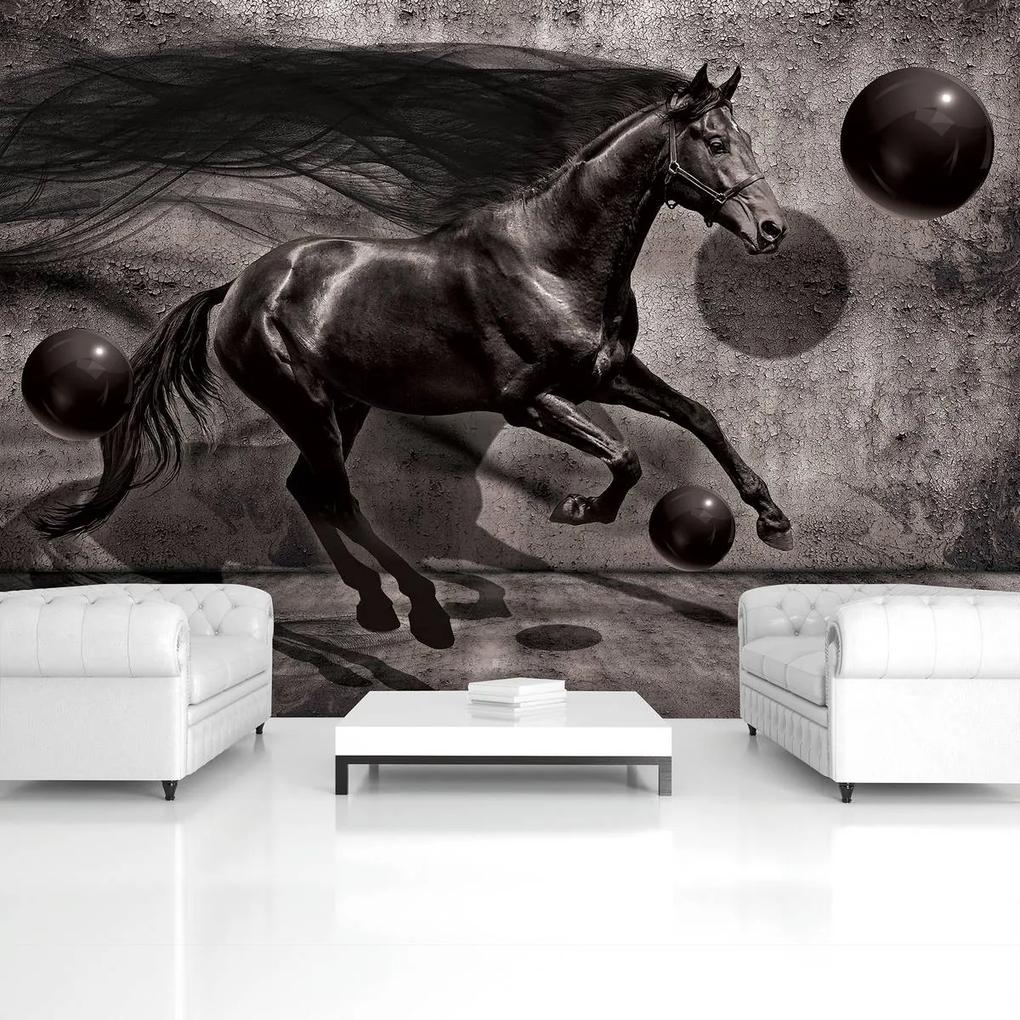Fototapeta - Čierny kôň (254x184 cm)