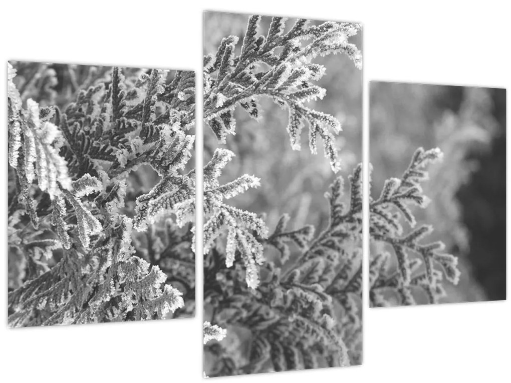 Obraz - Smrekový les (90x60 cm)