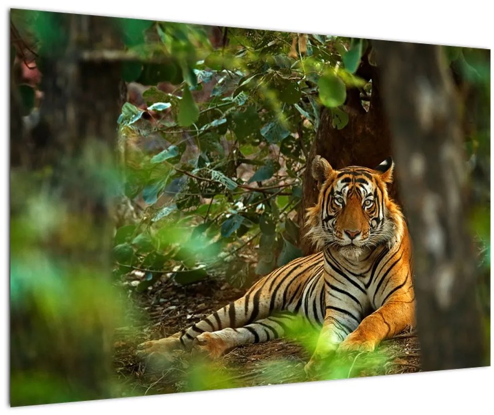 Obraz odpočívajúceho tigra (90x60 cm)