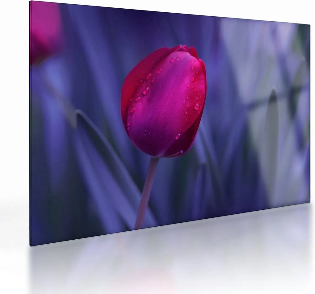 Sklenený obraz pupete tulipánu (70x50 cm)