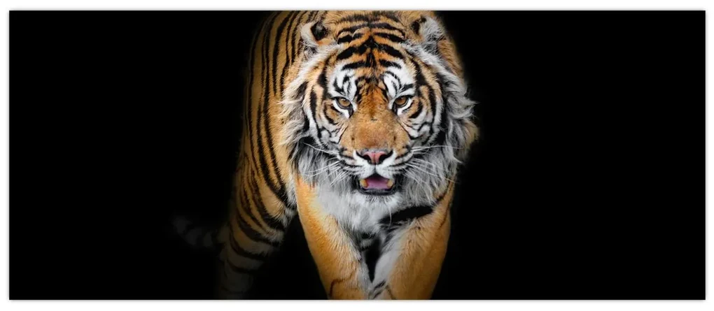 Obraz - Tiger (120x50 cm)