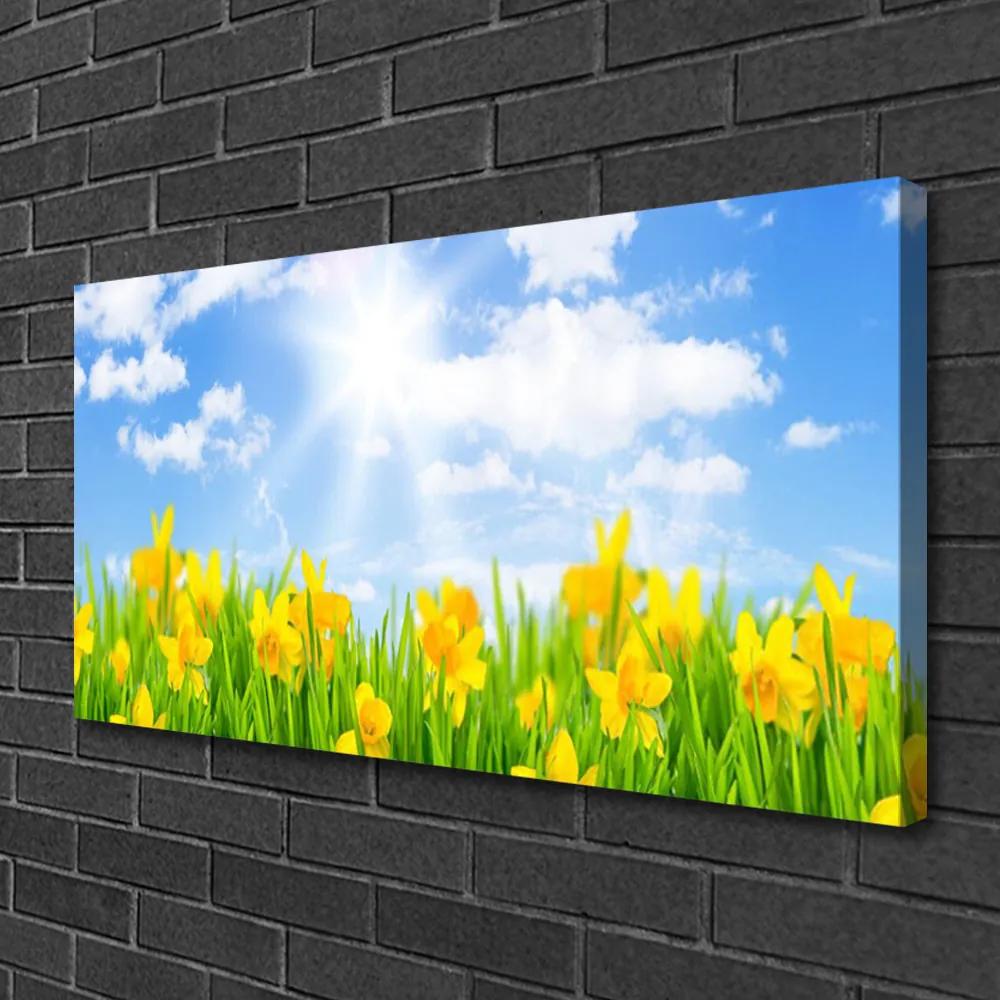 Obraz Canvas Narcisy lúka tráva príroda 100x50 cm