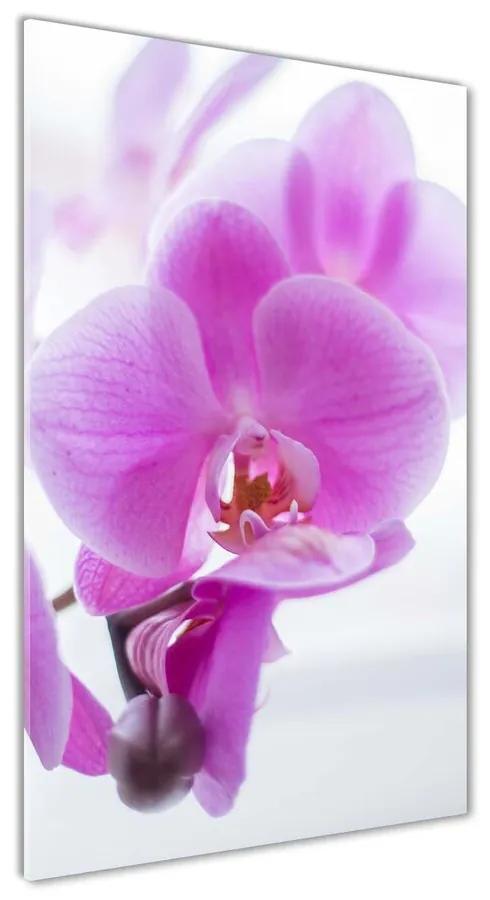 Foto obraz akrylové sklo Ružová orchidea pl-oa-70x140-f-178713472