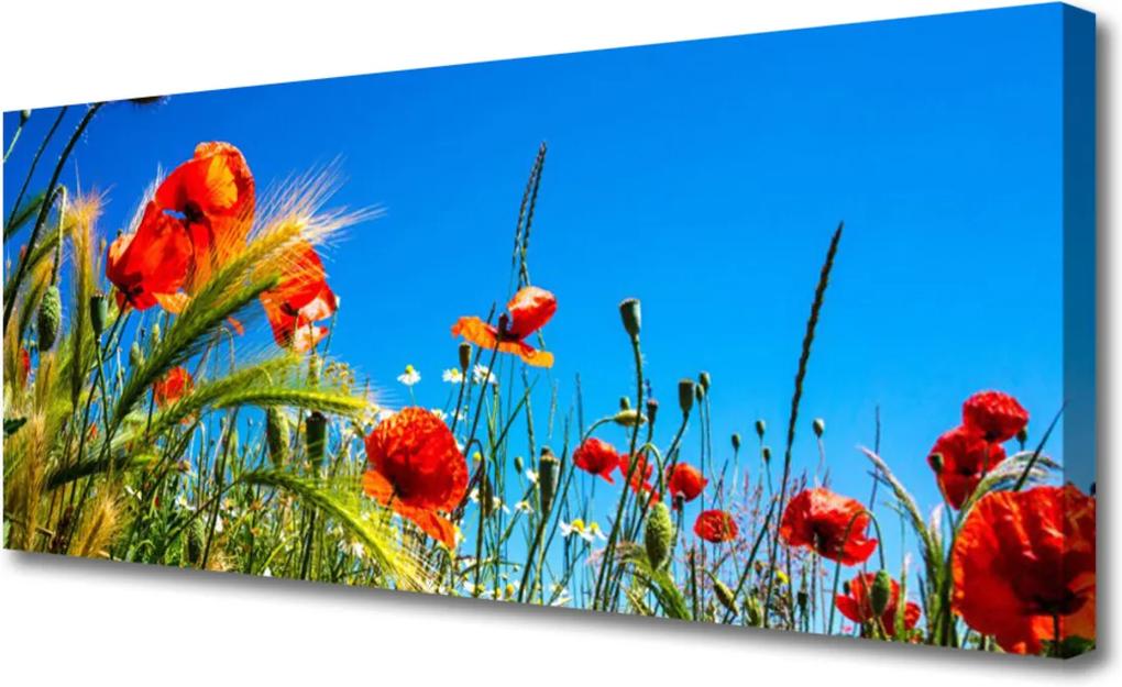 Obraz Canvas Kvety maky pole trávy
