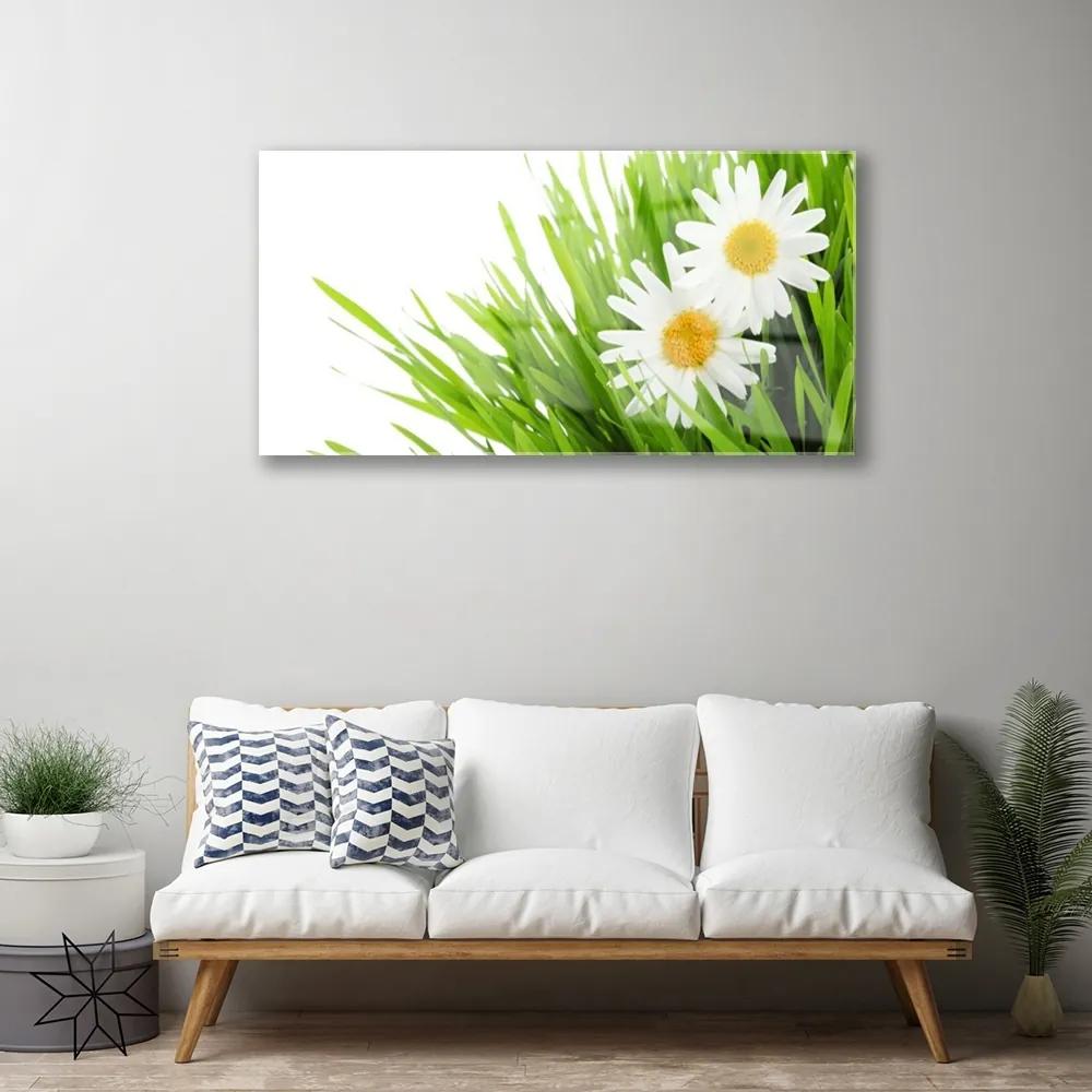 Skleneny obraz Sedmokráska kvet príroda 120x60 cm