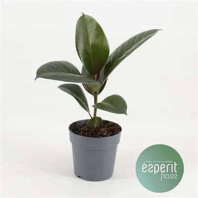 Ficus elastica robusta 12x30 cm