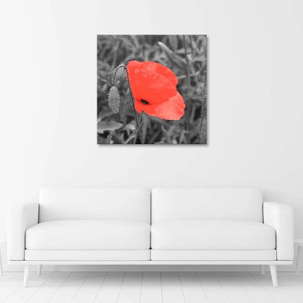 Obraz na plátně Pole s červeným mákem - 60x60 cm