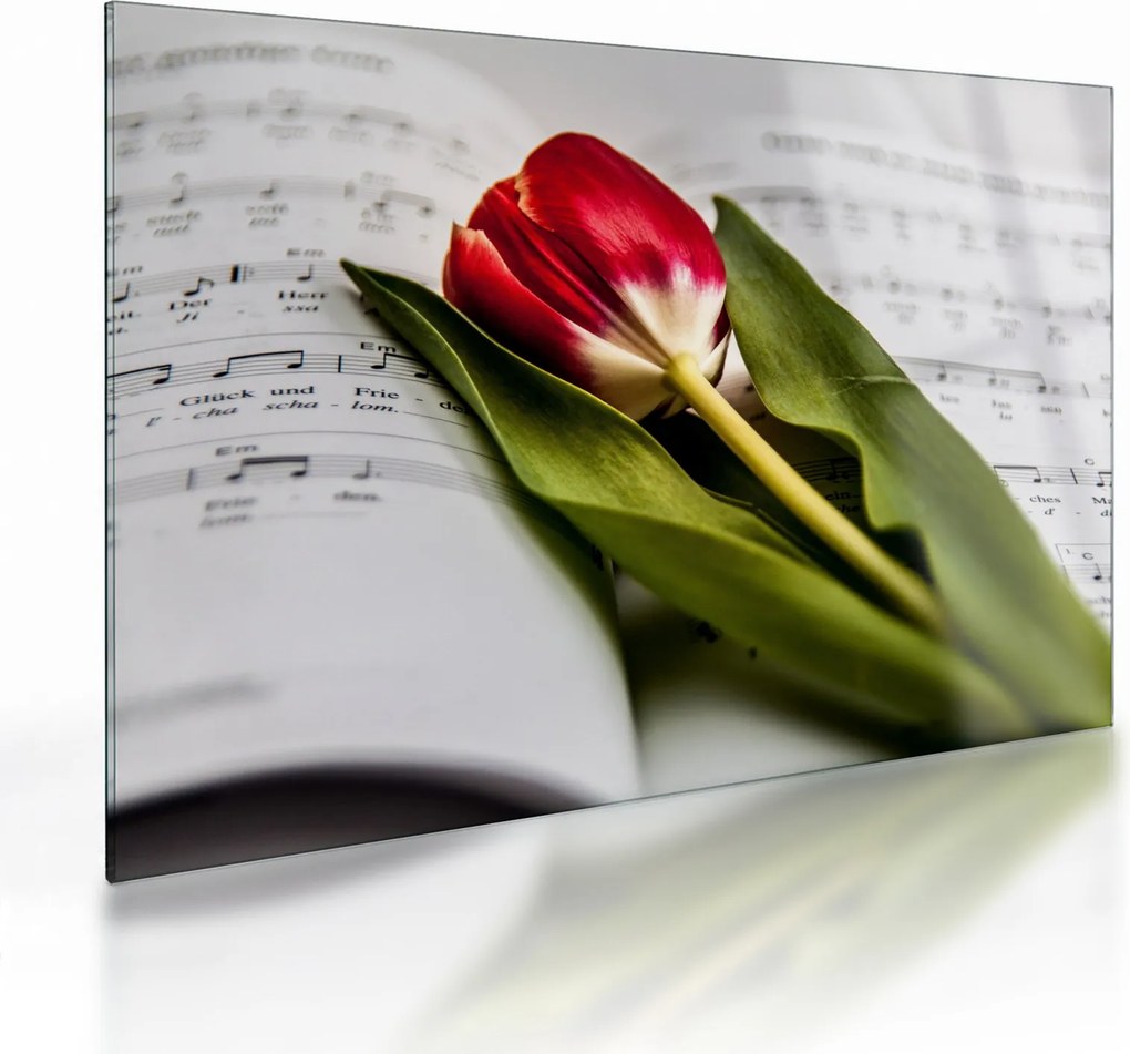 Sklenený obraz červeného tulipánu (70x50 cm)