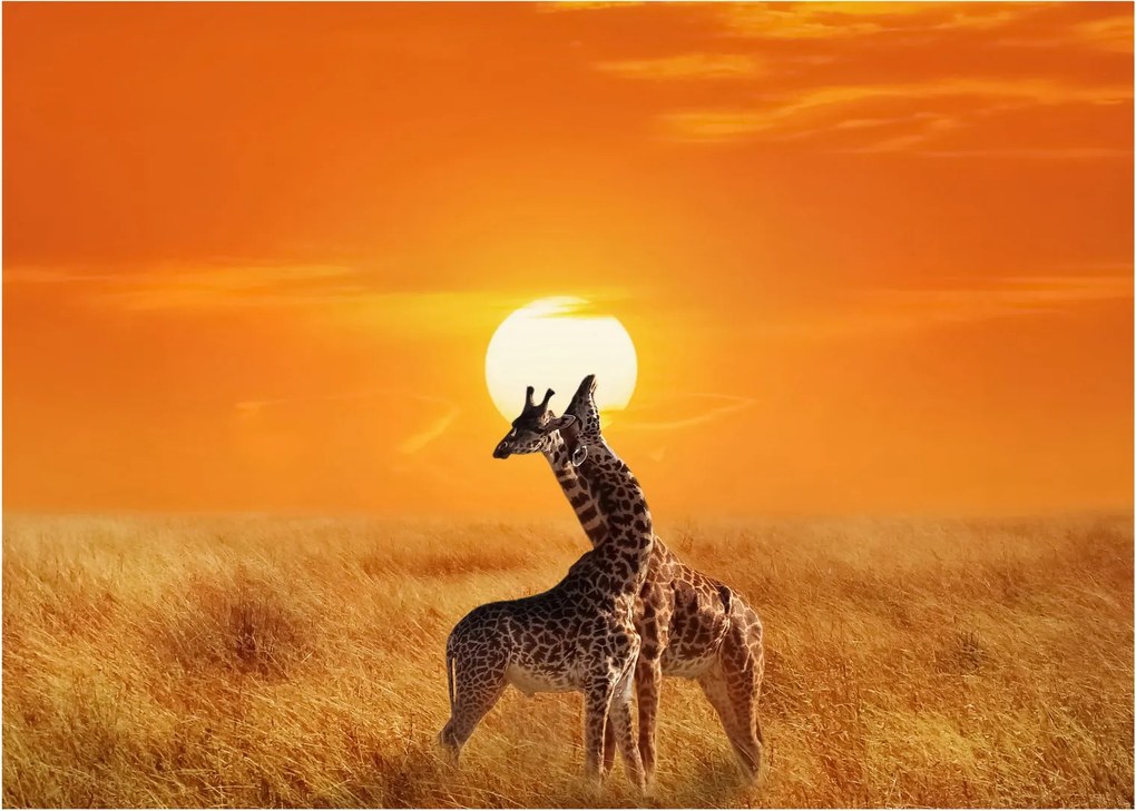Obraz - Žirafy v národnom parku Serengeti (70x50 cm)
