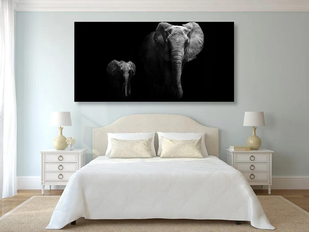 Obraz malý slon a jeho matka