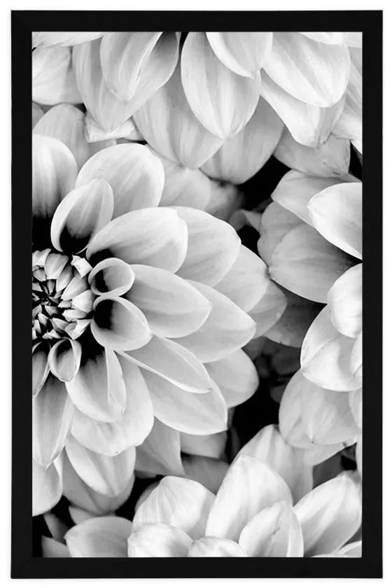 Plagát kvety dálie v čiernobielom prevedení - 60x90 white