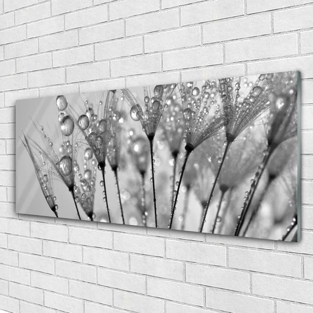 Obraz na akrylátovom skle Púpava rastlina 125x50 cm
