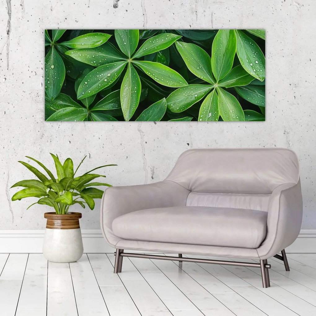 Obraz - Listy s kvapkami rosy (120x50 cm)