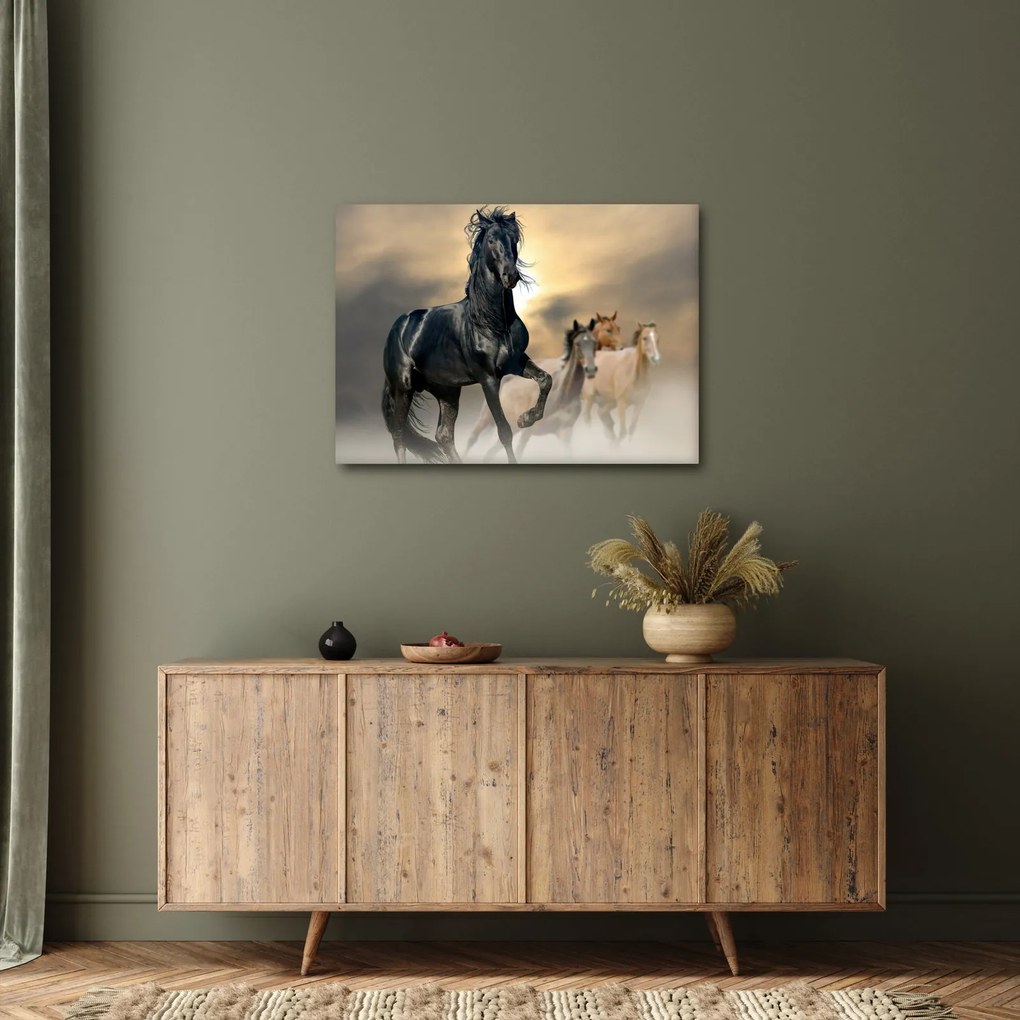 Obraz - Kone (70x50 cm)
