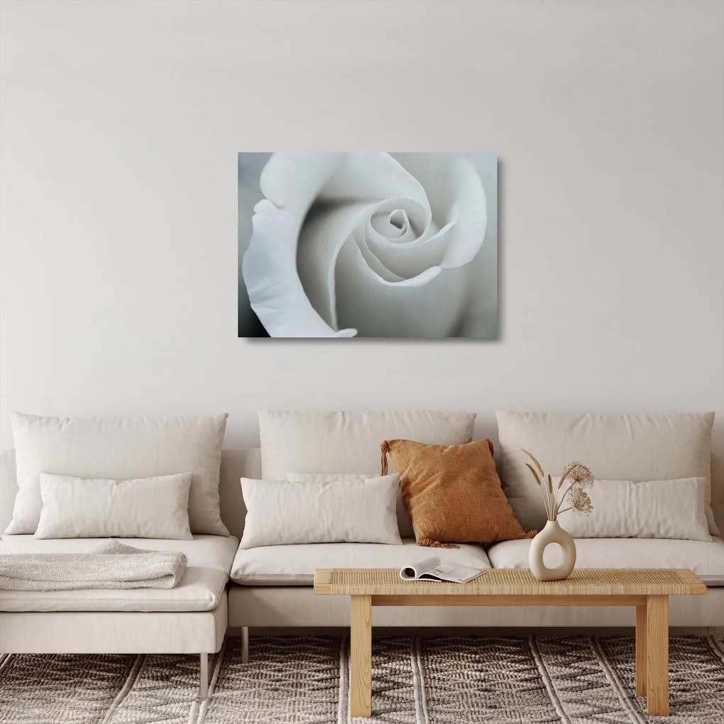 Sklenený obraz - Biela ruža (70x50 cm)