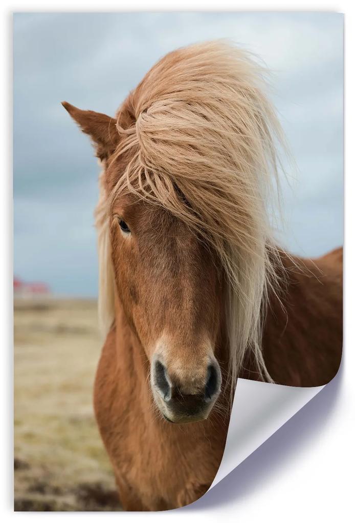 Gario Plagát Kôň s dlhou hrivou Farba rámu: Bez rámu, Rozmery: 40 x 60 cm