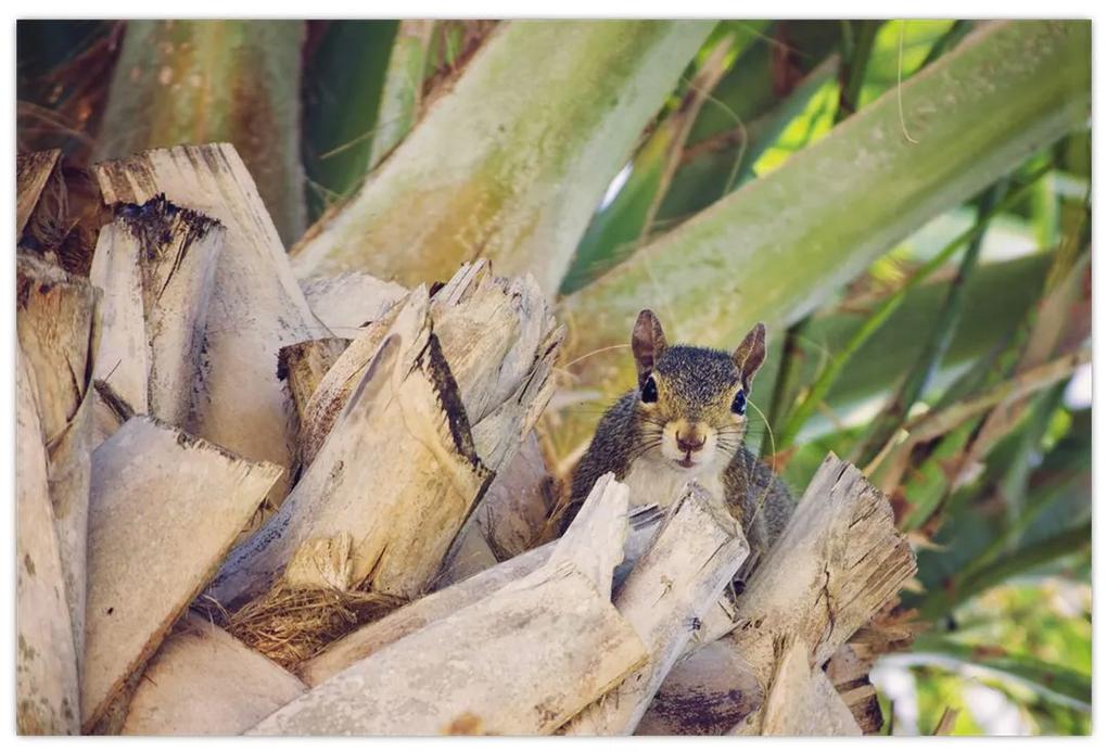 Obraz veveričky na strome (90x60 cm)