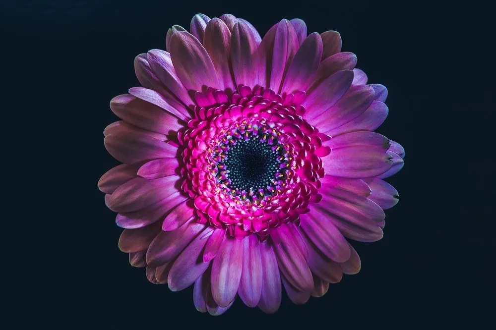 Tapeta purpurová gerbera - 150x100