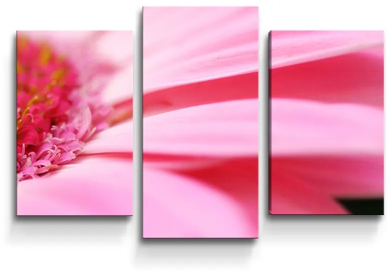 Sablio Obraz - 3-dílný Ružová gerbera - 75x50 cm