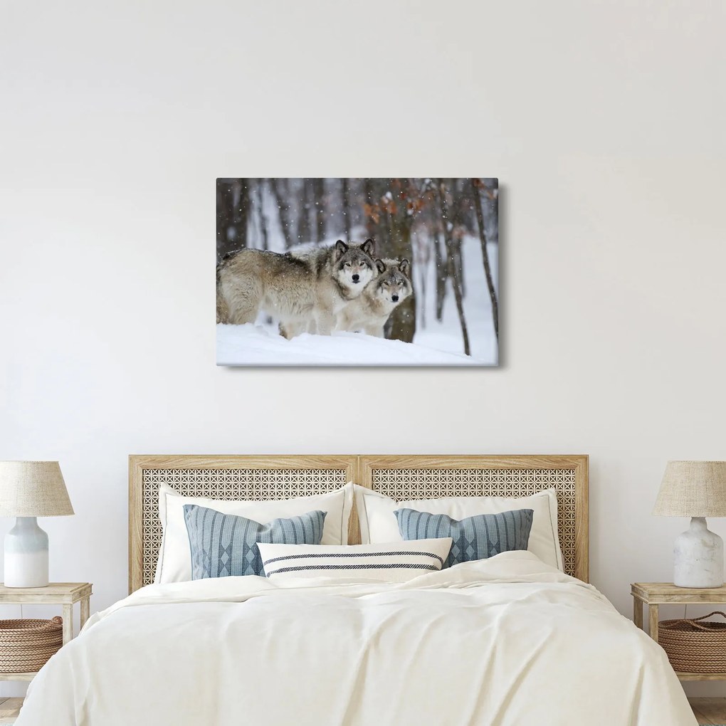 Obraz - Vlci v zime (90x60 cm)