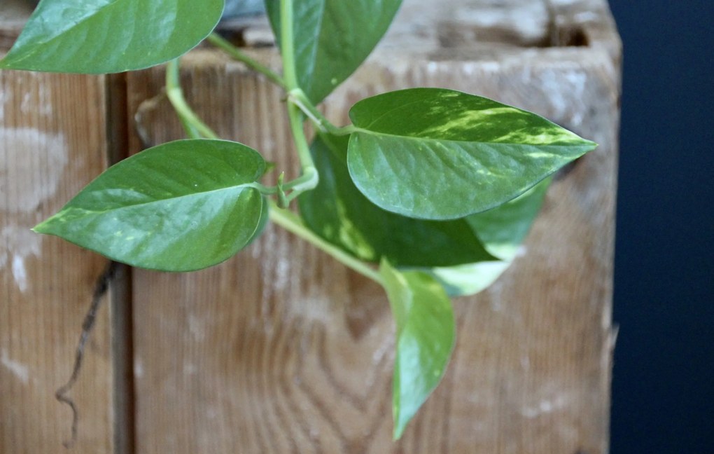 Epipremnum Pothos Aureum zlatý