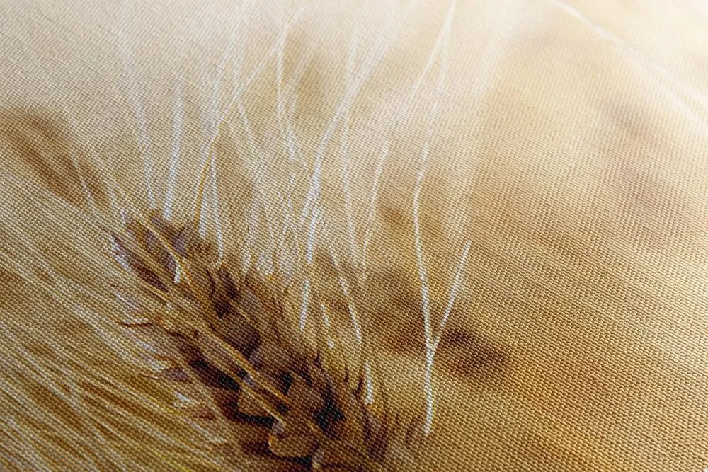 Obraz detail pšenice