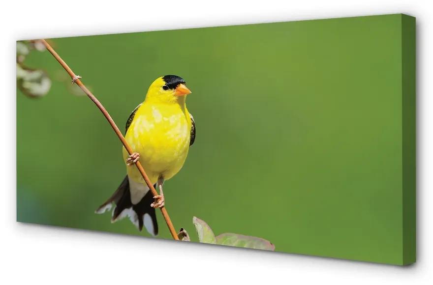 Obraz na plátne žltý papagáj 125x50 cm